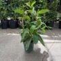 Mandevilla – Bride’s Cascade – 6″ Pot (Hoop)